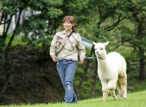 アルパカのなかよしタイム 子供と遊びながら自然の中で動物と遊べる 神崎農村公園ヨーデルの森 アルパカのなかよしタイム 子供と遊びながら自然の中で動物と遊べる 神崎農村公園ヨーデルの森