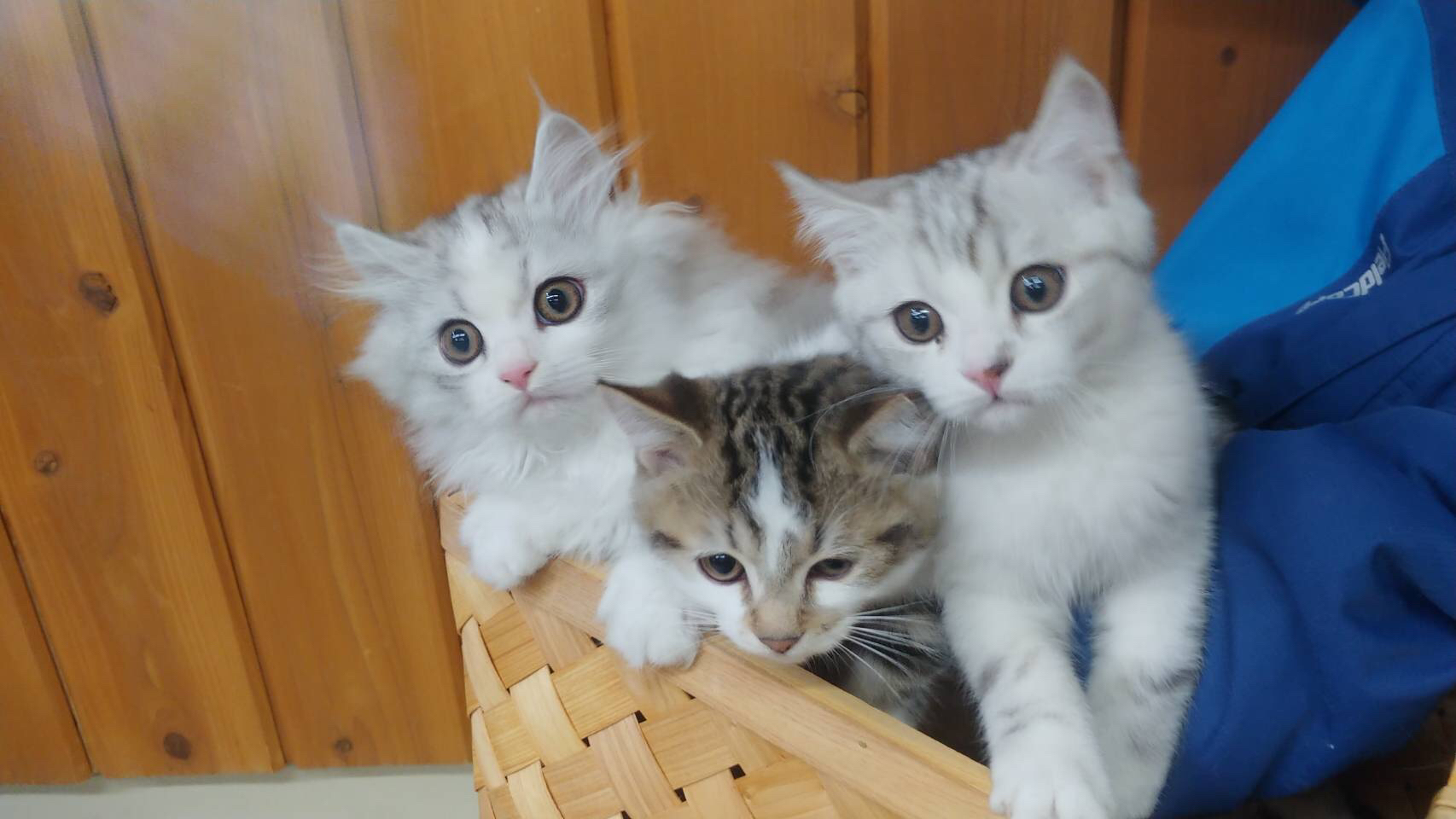 ３匹のかわいい仔猫たちがふれあいデビュー 子供と遊びながら自然の中で動物と遊べる 神崎農村公園ヨーデルの森