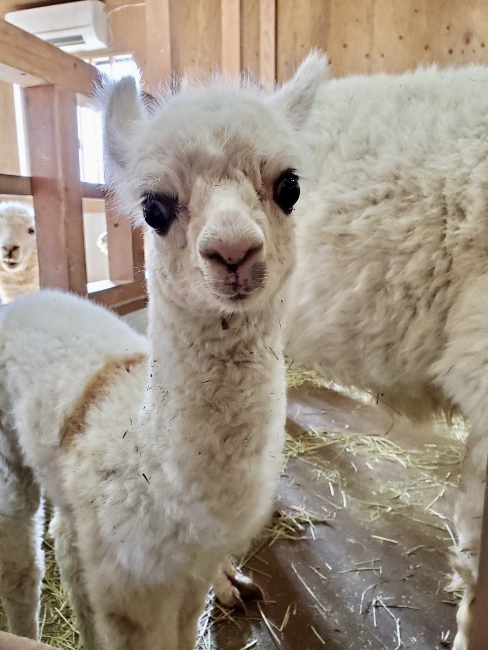 アルパカの赤ちゃん誕生 子供と遊びながら自然の中で動物と遊べる 神崎農村公園ヨーデルの森